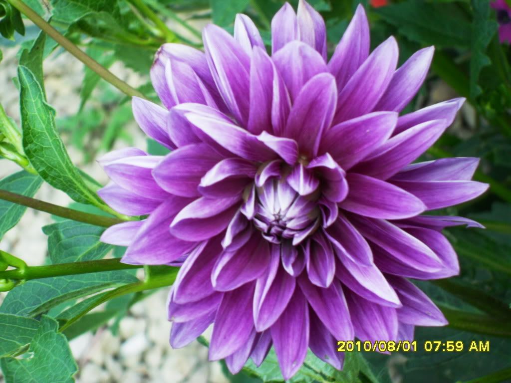 Hoa Thuoc Duoc Photo by christinessi | Photobucket